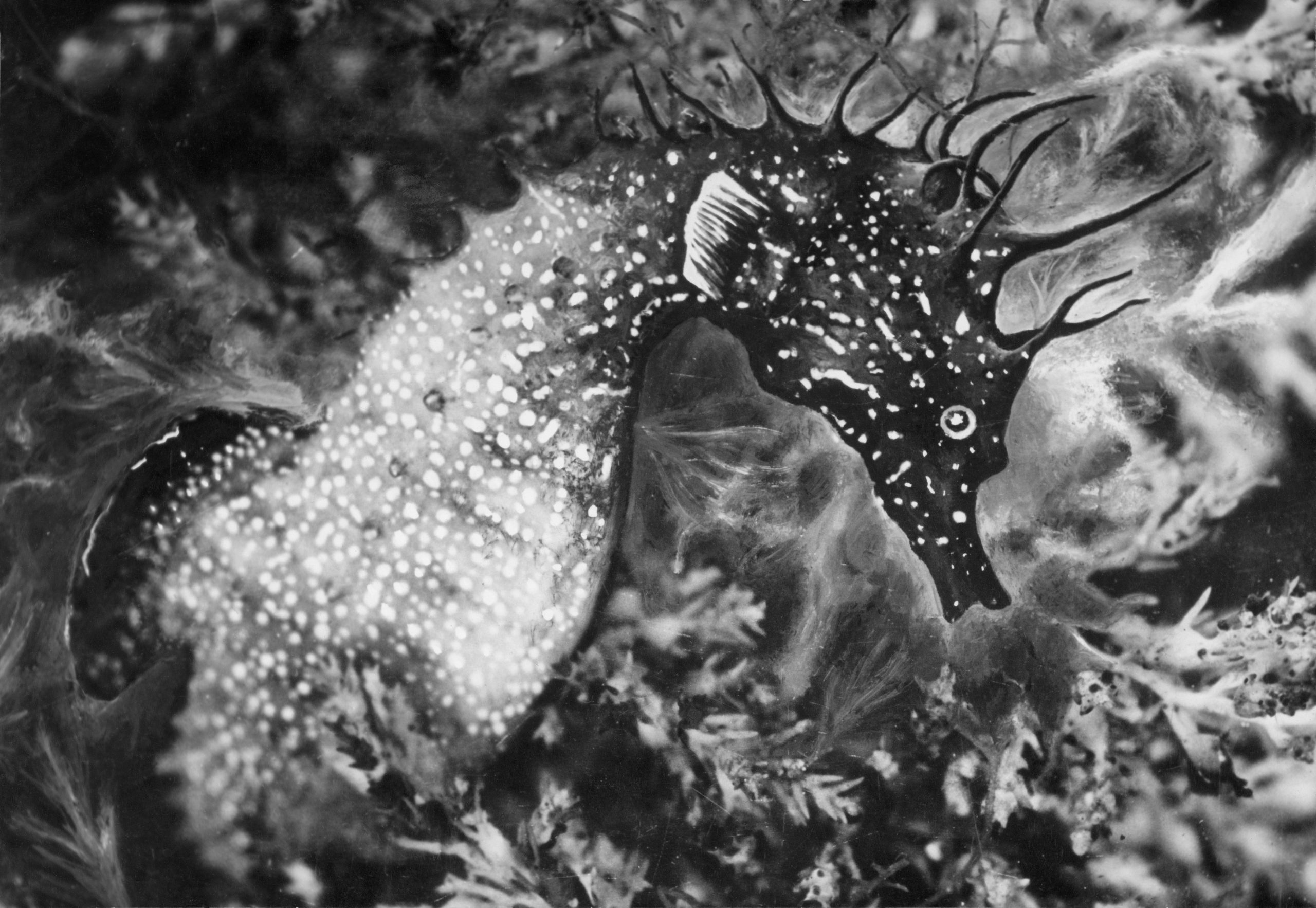 Hippocampe — photographie de Jean Painlevé